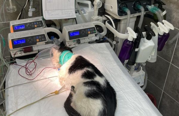 Покалеченного кота выкинули из ветклиники в Сокольском