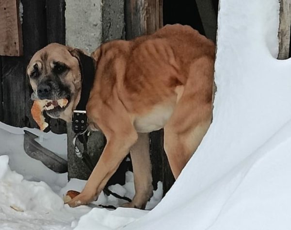 Зоозащитники выехали на помощь брошенной собаке в Сокольском районе