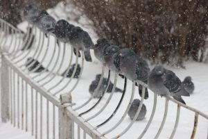 Похолодание до ‑12 градусов и снег ждут нижегородцев в эти выходные