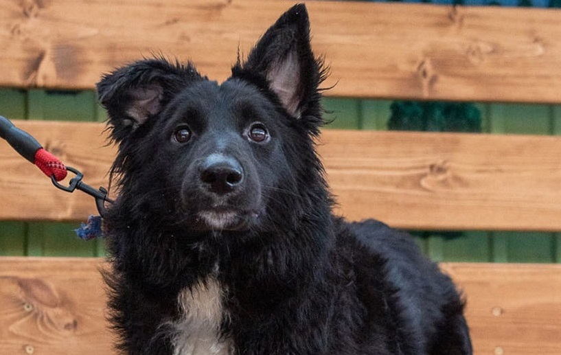 Собака Джами, которую нашли с 7 переломами, ищет новую семью