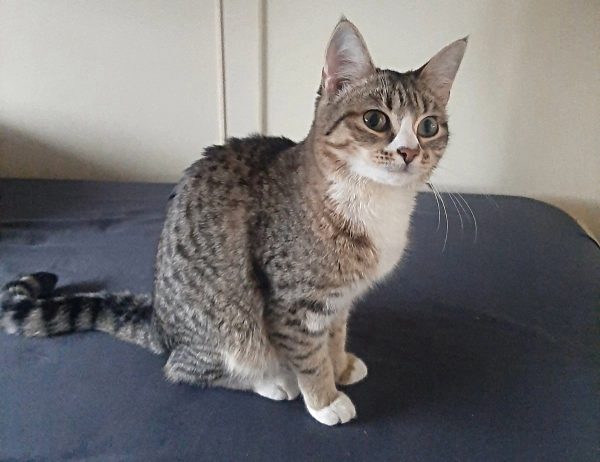 Оставленной в поезде кошке нашли новый дом в Нижнем Новгороде