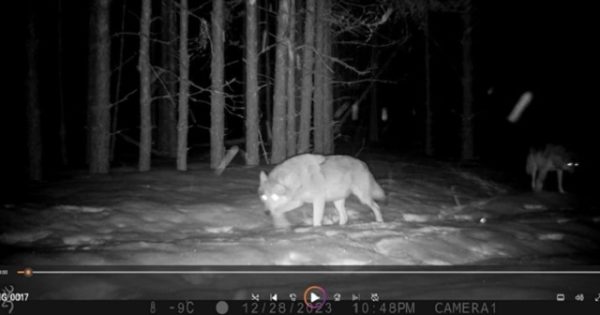 Погоня волков за оленями попала в фотоловушку в Керженском заповеднике