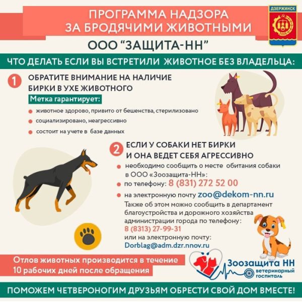 В Дзержинске направят 2,2 млн рублей на стерилизацию бездомных животных