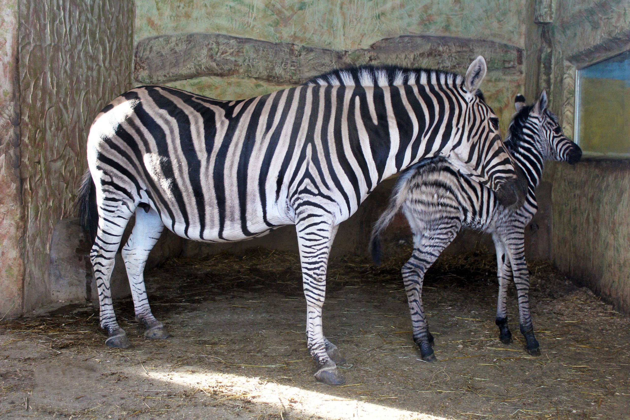 В семье зебр Марти и Корса родился детеныш в зоопарке «Лимпопо»
