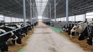 Нижегородский АПК увеличил производство мяса на 22% и молока – на 4% в 2023&nbsp;году