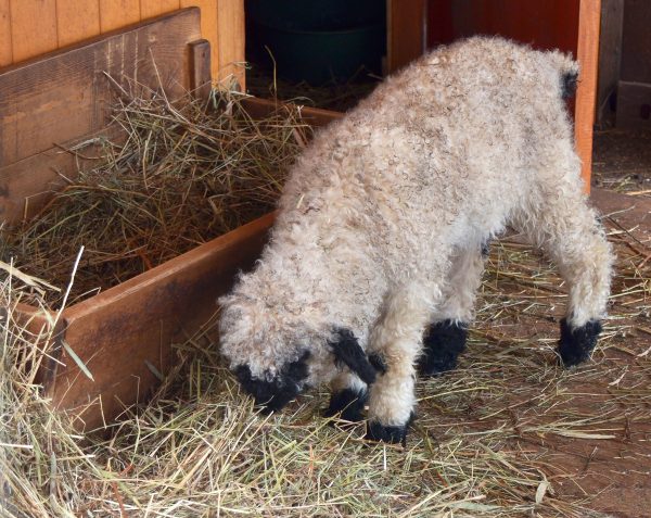 Валлийская овечка родилась в зоопарке «Лимпопо»