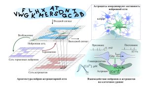Нижегородские ученые увеличили мощность ИИ с помощью аналогов клеток мозга