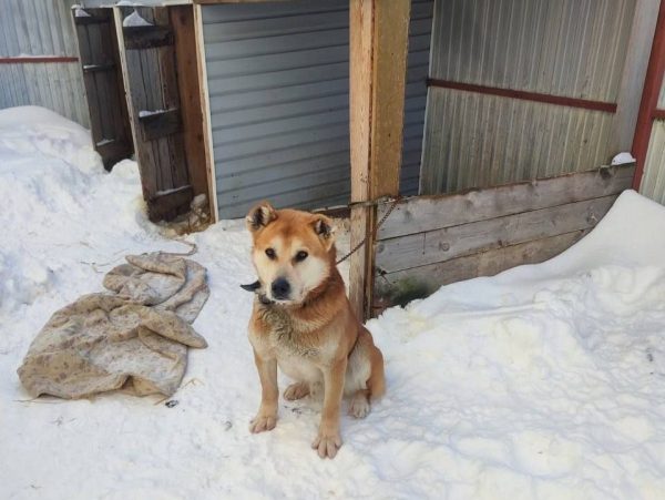 Собаку бросили на привязи одну на полгода в Большемурашкинском районе