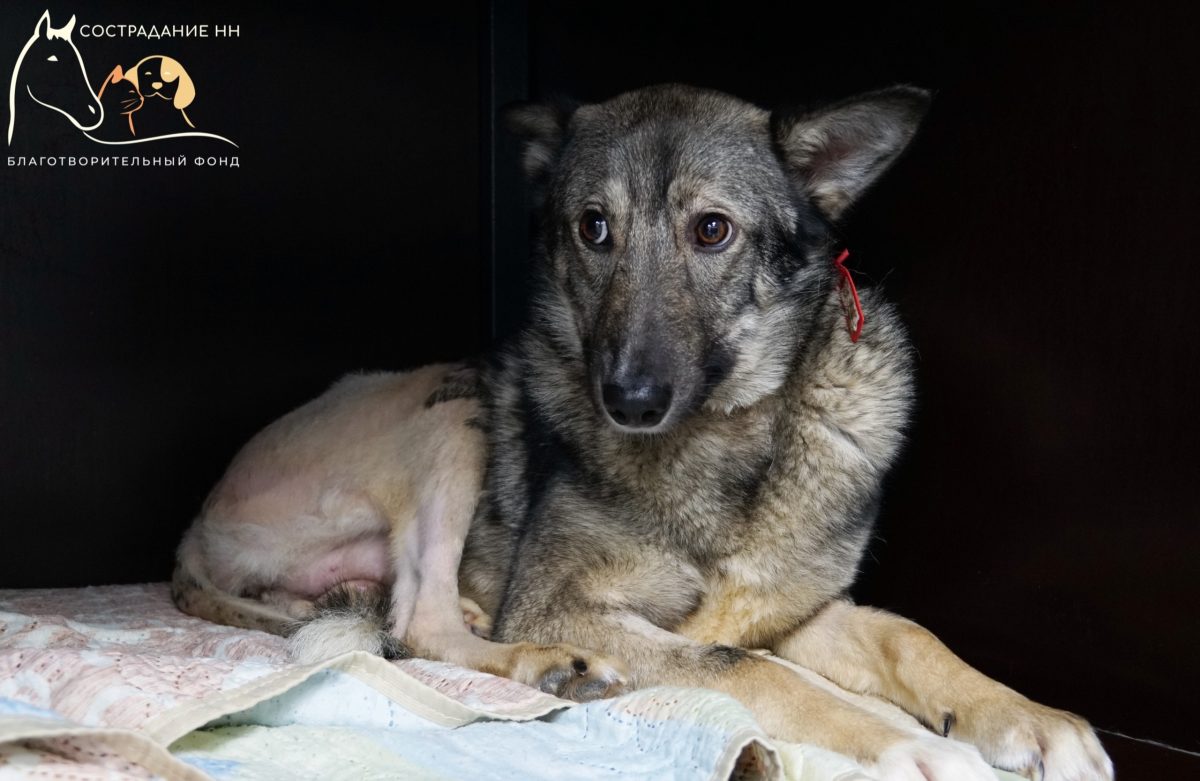 Нижегородцы спасли пса, который не может ходить из-за травмы