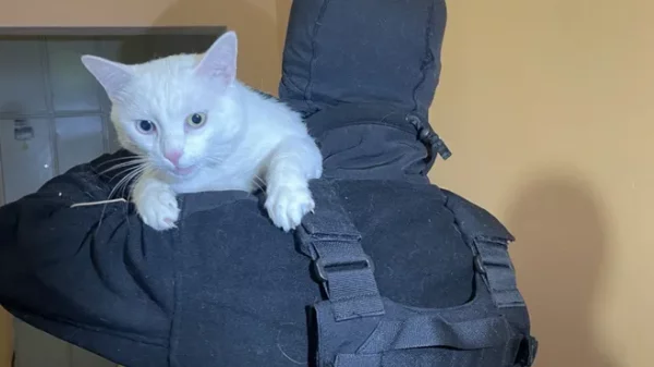 Запертого на неделю в квартире кота спасли в Новой Москве