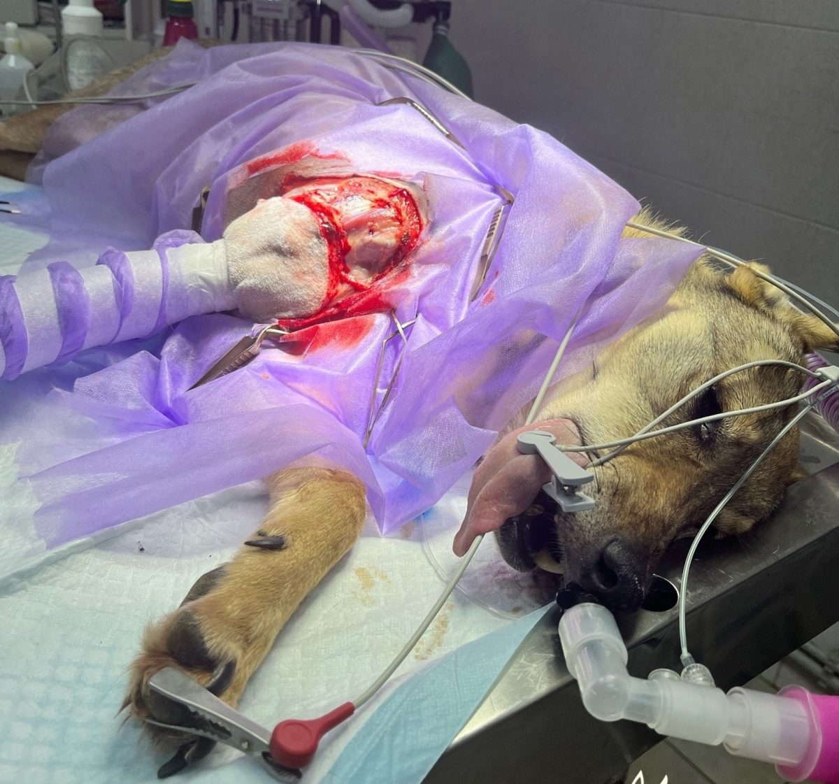 Волонтеры спасают попавшую в отлов собаку с травмой лапы в Нижнем Новгороде