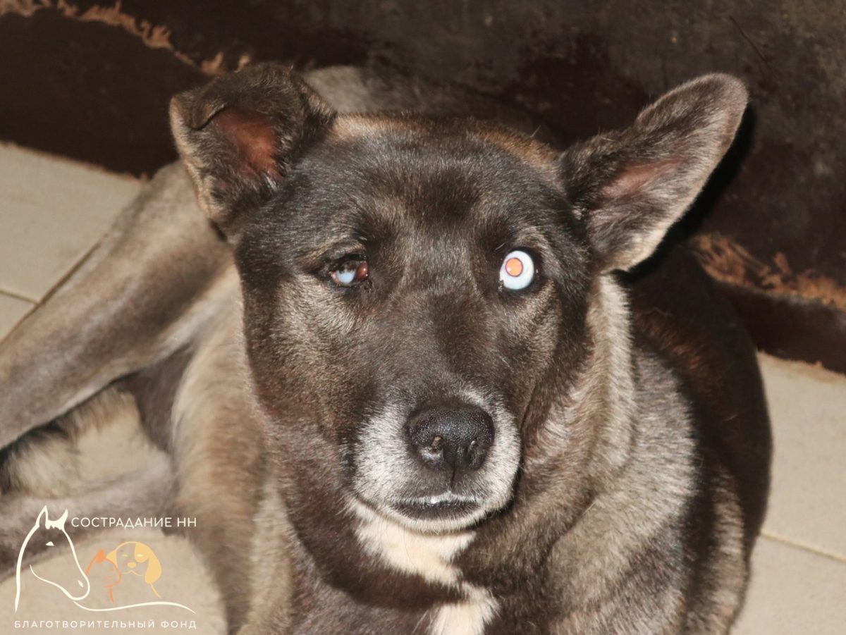 Волонтеры спасают собаку с травмой глаза в Нижнем Новгороде
