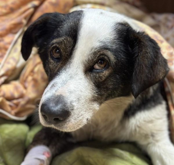 Ветеринары спасают собаку с переломом лапы после ДТП на Бору