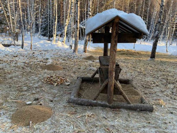 Специальные кормушки для диких животных появятся зимой в нижегородских лесах