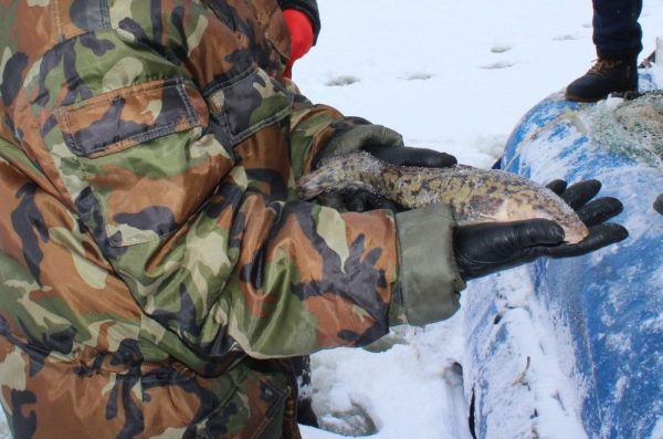 С 1 февраля в Нижегородской области снят запрет на добычу налима