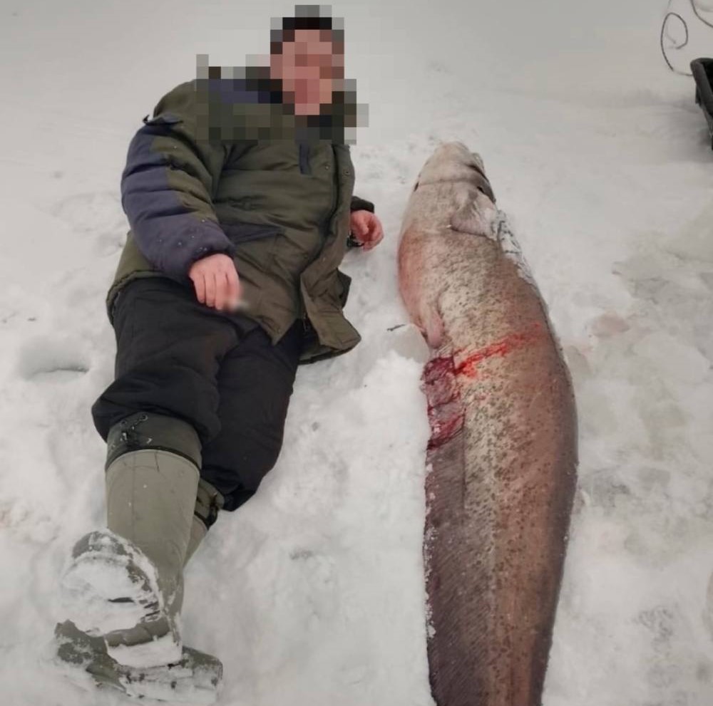 42-килограммового сома поймал рыбак в Городце