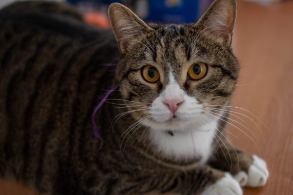 Котам из нижегородского ПНИ ищут новый дом