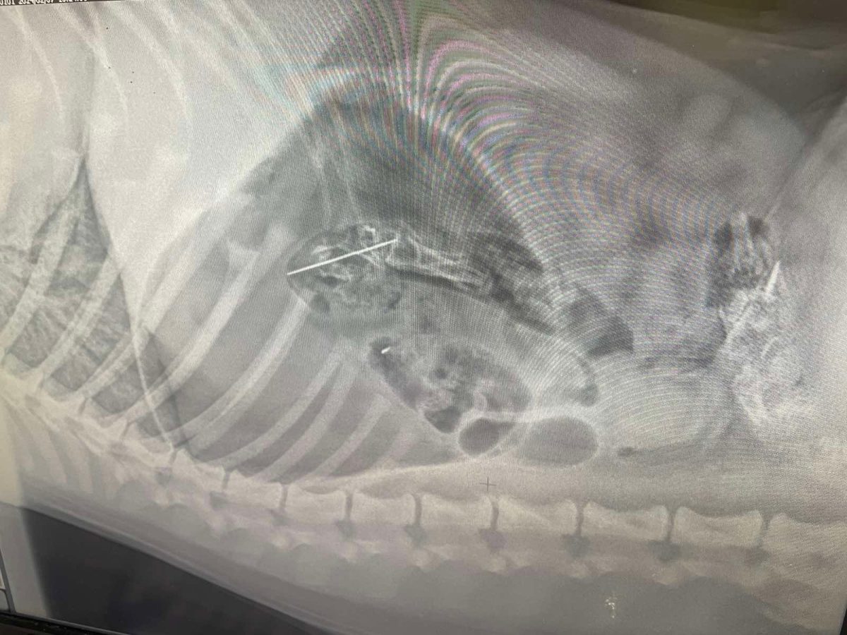 Ветеринар спас проглотившего иголку 6‑месячного лабрадора в Канавинском районе
