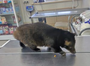 Пальмовые циветы стали пациентами госветклиники Ленинского района