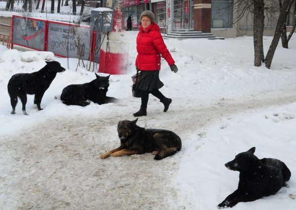 Бродячие собаки все чаще нападают на нижегородцев: как уберечься от агрессивных животных