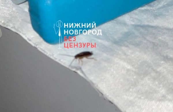 Пациенты детской больницы в Нижнем Новгороде пожаловались на тараканов