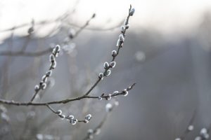 Верба распустилась на месяц раньше в Нижегородской области
