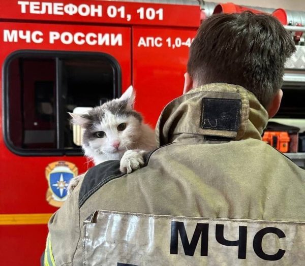 Кот из Дзержинска вошел в первый кошачий отряд МЧС «Семенычи»