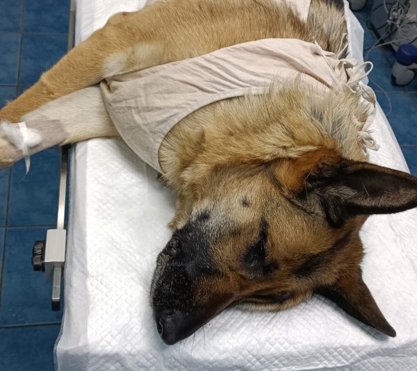 Ветеринары в Нижнем Новгороде спасли собаку, которая съела шуруп