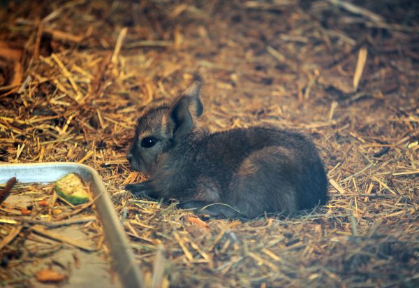 Патагонская мара, двое козлят и 15 ягнят родились в зоопарке «Лимпопо» весной