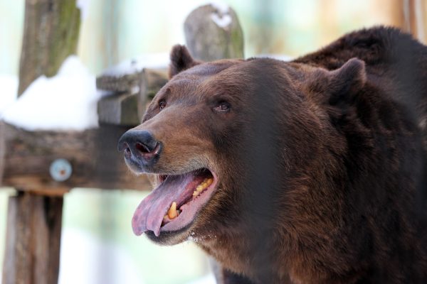 Бурые медведи Ляля и Балу вышли из зимней спячки в зоопарке «Лимпопо»