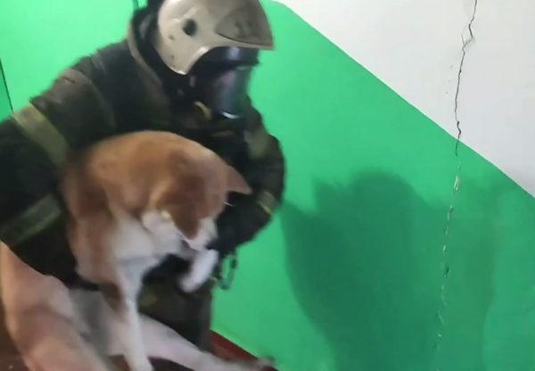 Собаку и двух человек спасли при пожаре в квартире в Дзержинске