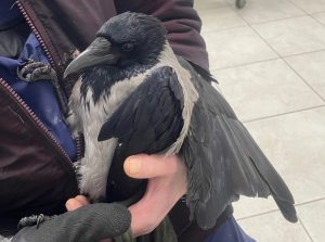 Нижегородец спас ворону, которая залетела к нему в машину