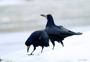 Грачи вернулись с зимовки в Нижегородскую область