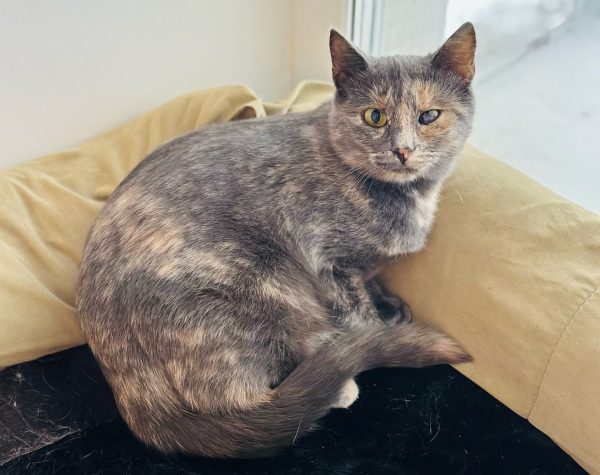 Нижегородские волонтеры спасли брошенную кошку в Херсонской области