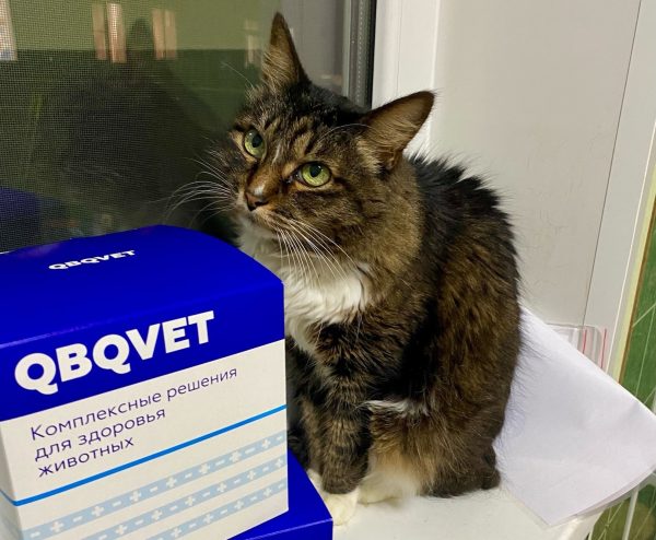 Волонтеры привезли 14 брошенных кошек с Донбасса в Нижний Новгород