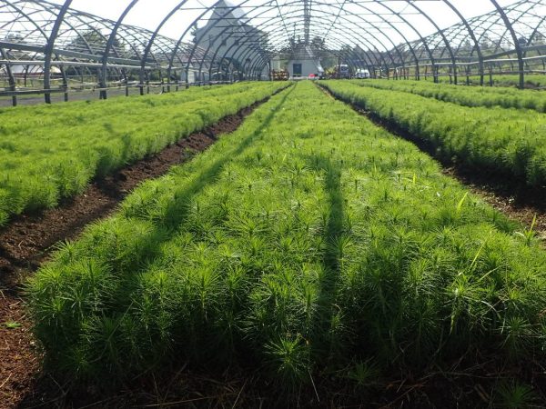 Более 300 тысяч сеянцев ели и сосны высадят в Нижегородской области в этом году в рамках акции «Сад памяти»