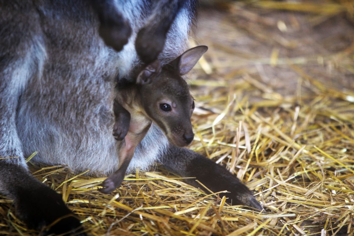 Три кенгуру Беннетта стали мамами в нижегородском зоопарке