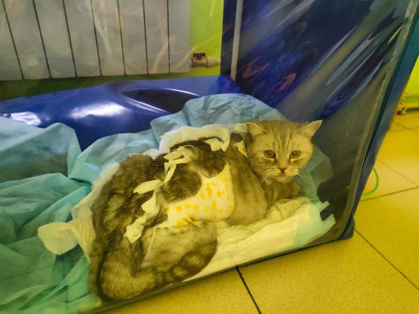 Ветеринар спас в Нижнем Новгороде кошку, которая съела ластик