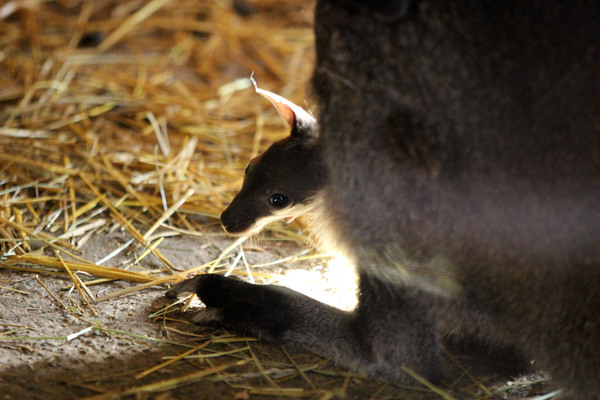 Детеныши кенгуру впервые выглянули из сумок мам в нижегородском зоопарке
