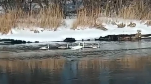 Шесть лебедей-шипунов обнаружили в Перевозском районе