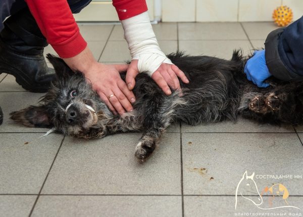 Нижегородские волонтеры спасают найденную у леса собаку с пулей в лапе