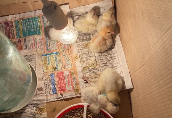 Хозяйка фотосалона бросила умирать цыплят, которых купила на фотосессию на Пасху