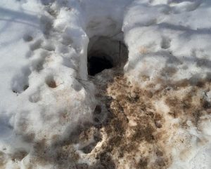 Барсуки начали выходить из зимней спячки в окрестностях Шатковского района