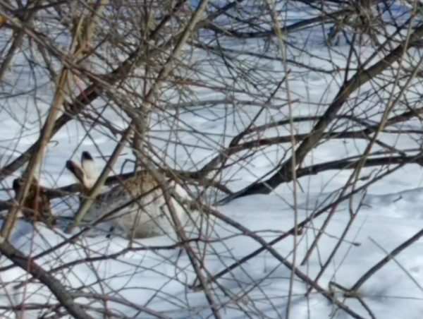 Заяц-русак попался в объектив камеры в Лысковском районе