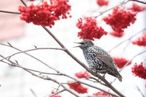Вестники весны: орнитолог рассказала, какие птицы обитают в Нижегородской области