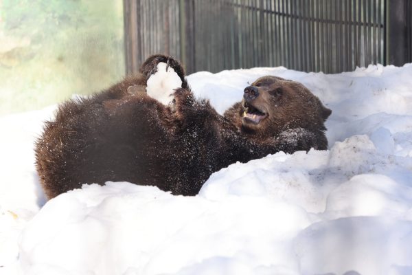 Модная укладка и снежки: как животные встречают весну в нижегородском зоопарке