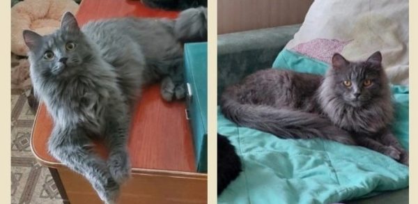 Бездомному коту из Северодонецка нашли семью в Нижнем Новгороде