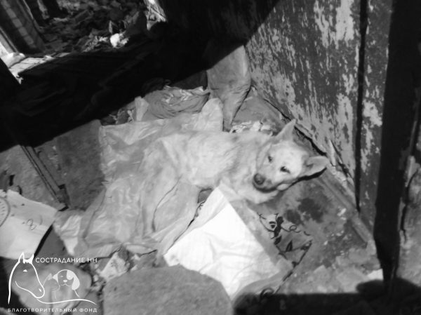 Найденная под заброшенным домом собака с пулей умерла в Нижнем Новгороде