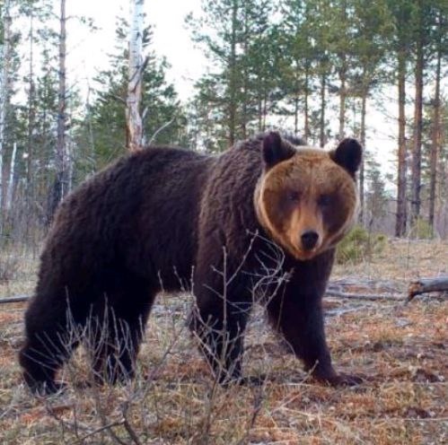 Нижегородцы могут встретить медведей в Керженском заповеднике в апреле