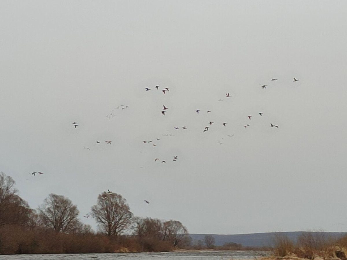 Перелетные утки вернулись в Нижегородскую область после зимы